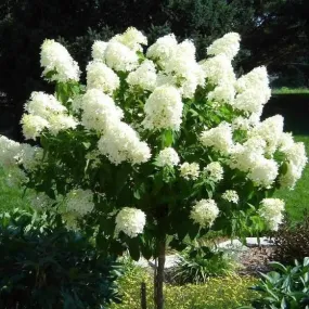 Limelight Hardy Hydrangea Tree