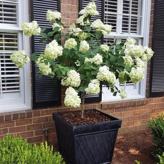 Limelight Hardy Hydrangea Tree