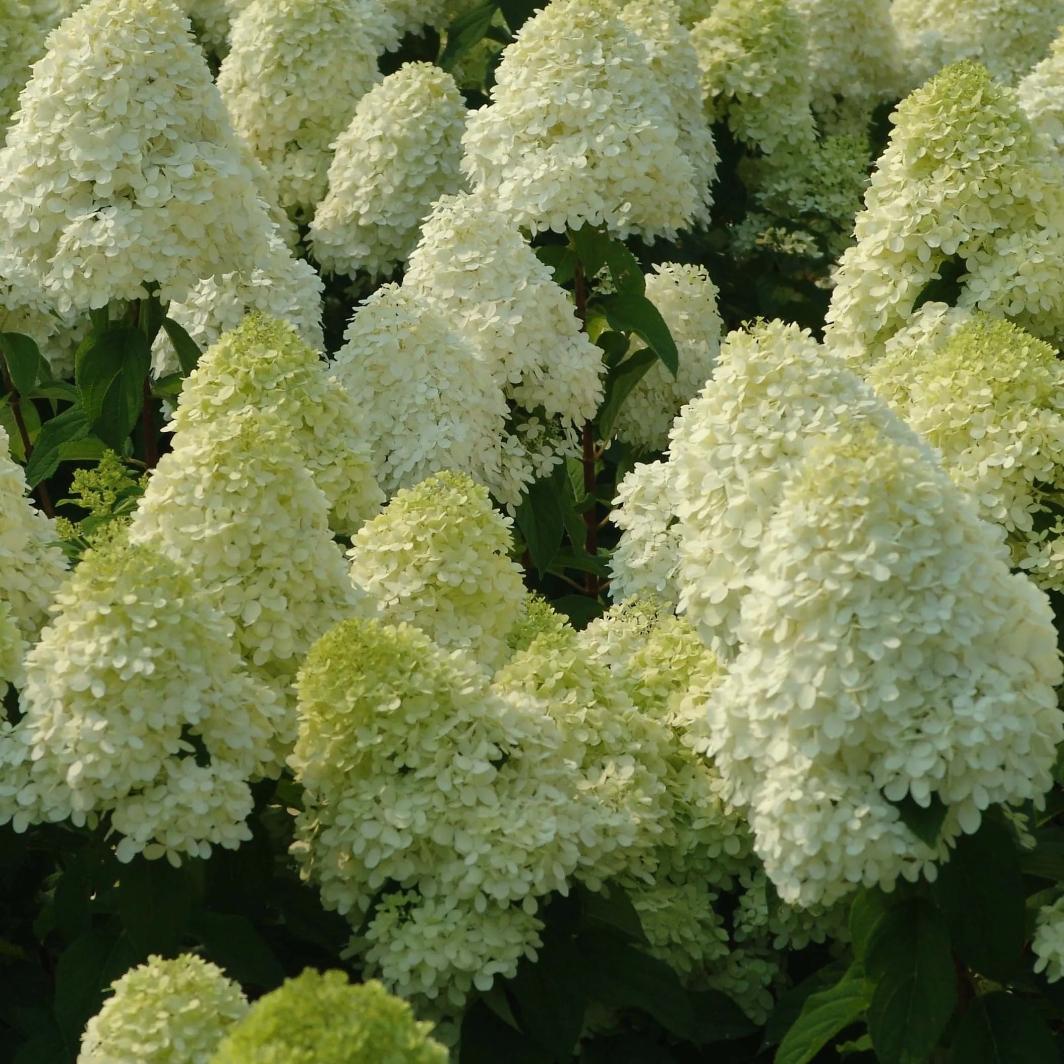 Limelight Hardy Hydrangea Tree