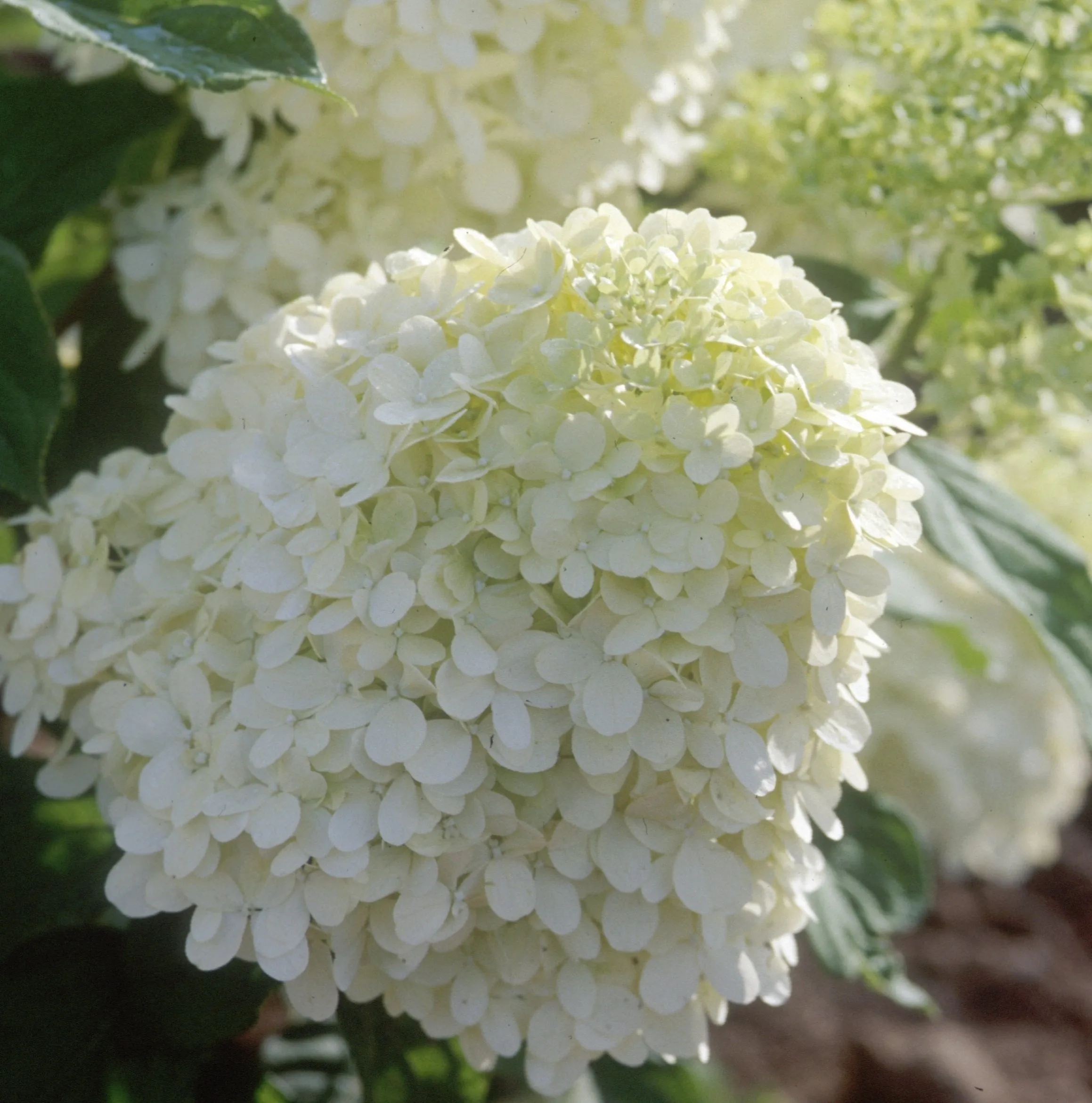 Limelight Hardy Hydrangea Tree