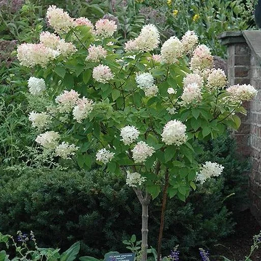 Limelight Hardy Hydrangea Tree