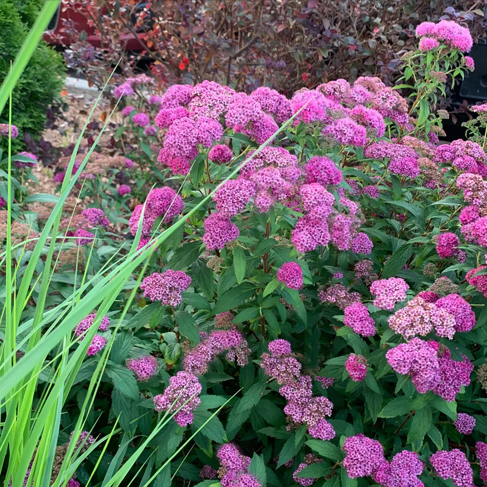 Little Princess Spirea