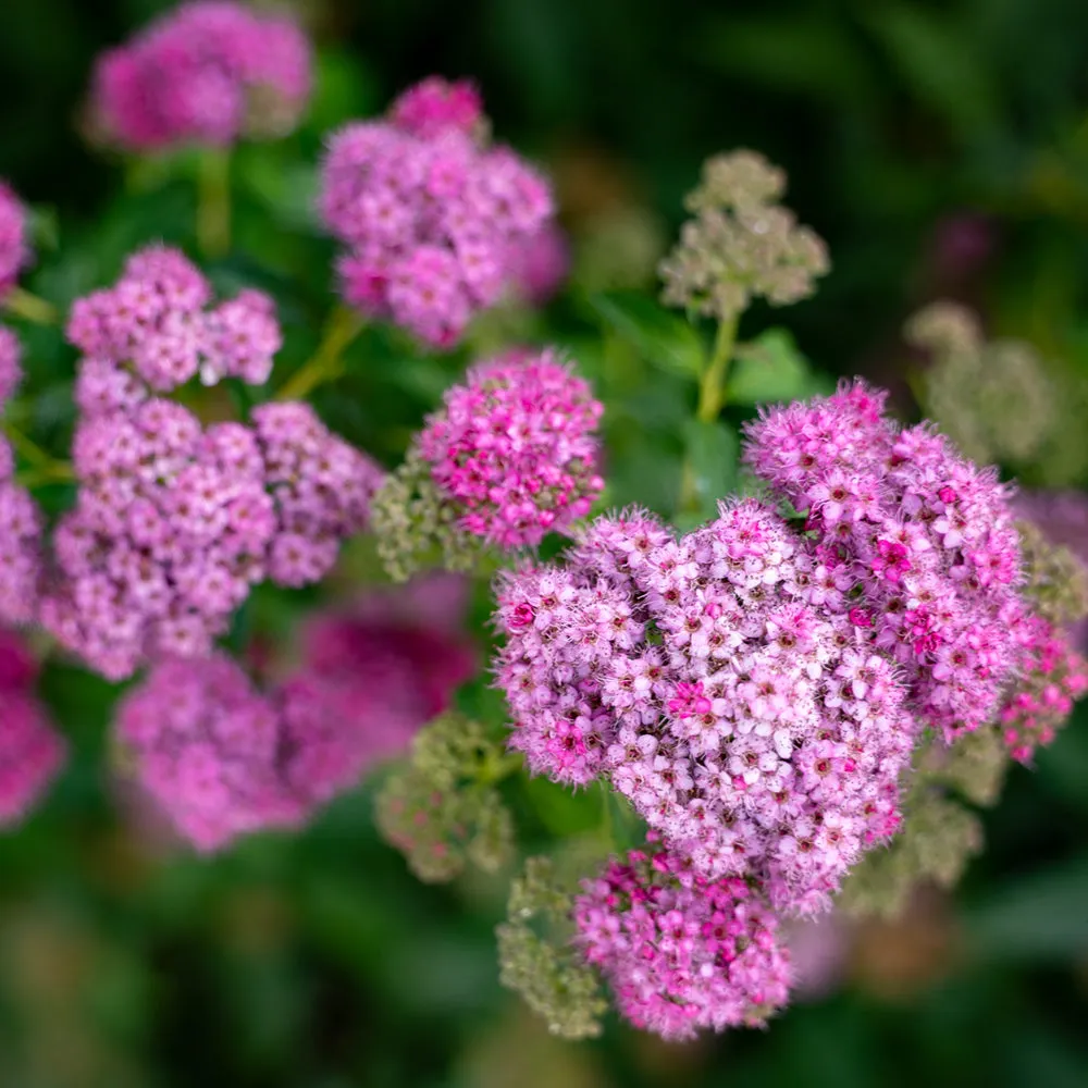 Little Princess Spirea