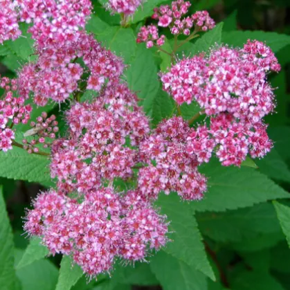 Little Princess Spirea