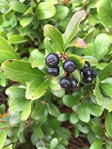 Low Scape Mound&#8482; Aronia