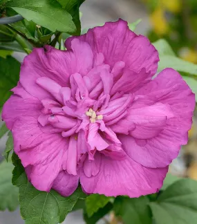 Magenta Chiffon® Rose of Sharon