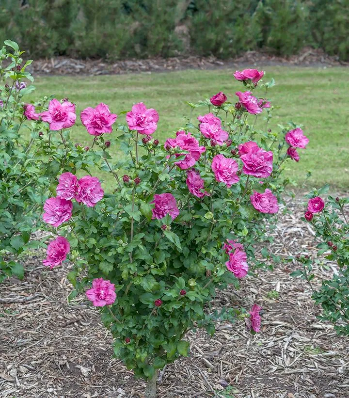 Magenta Chiffon® Rose of Sharon