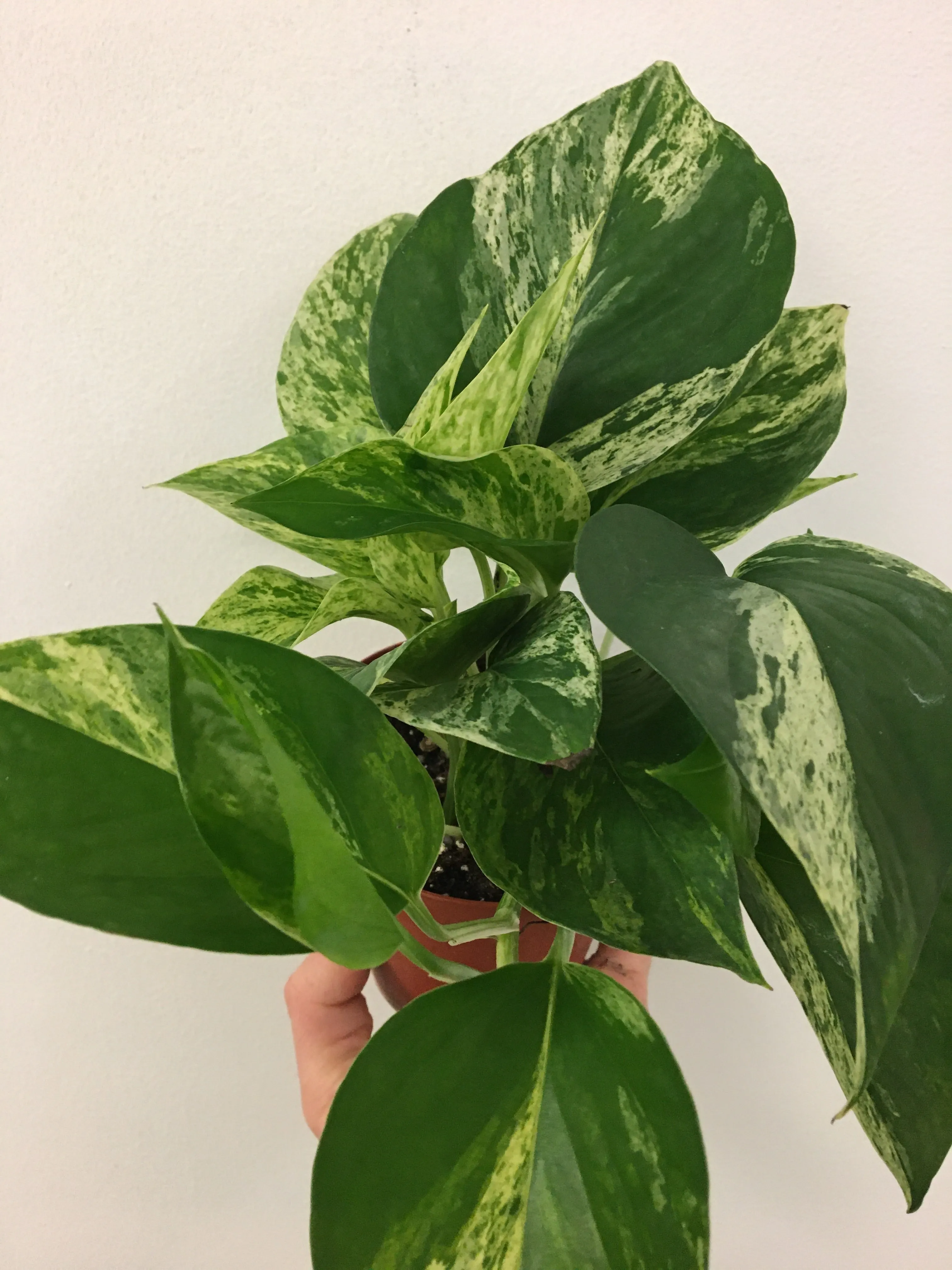 Marble Queen Pothos