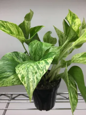 Marble Queen Pothos