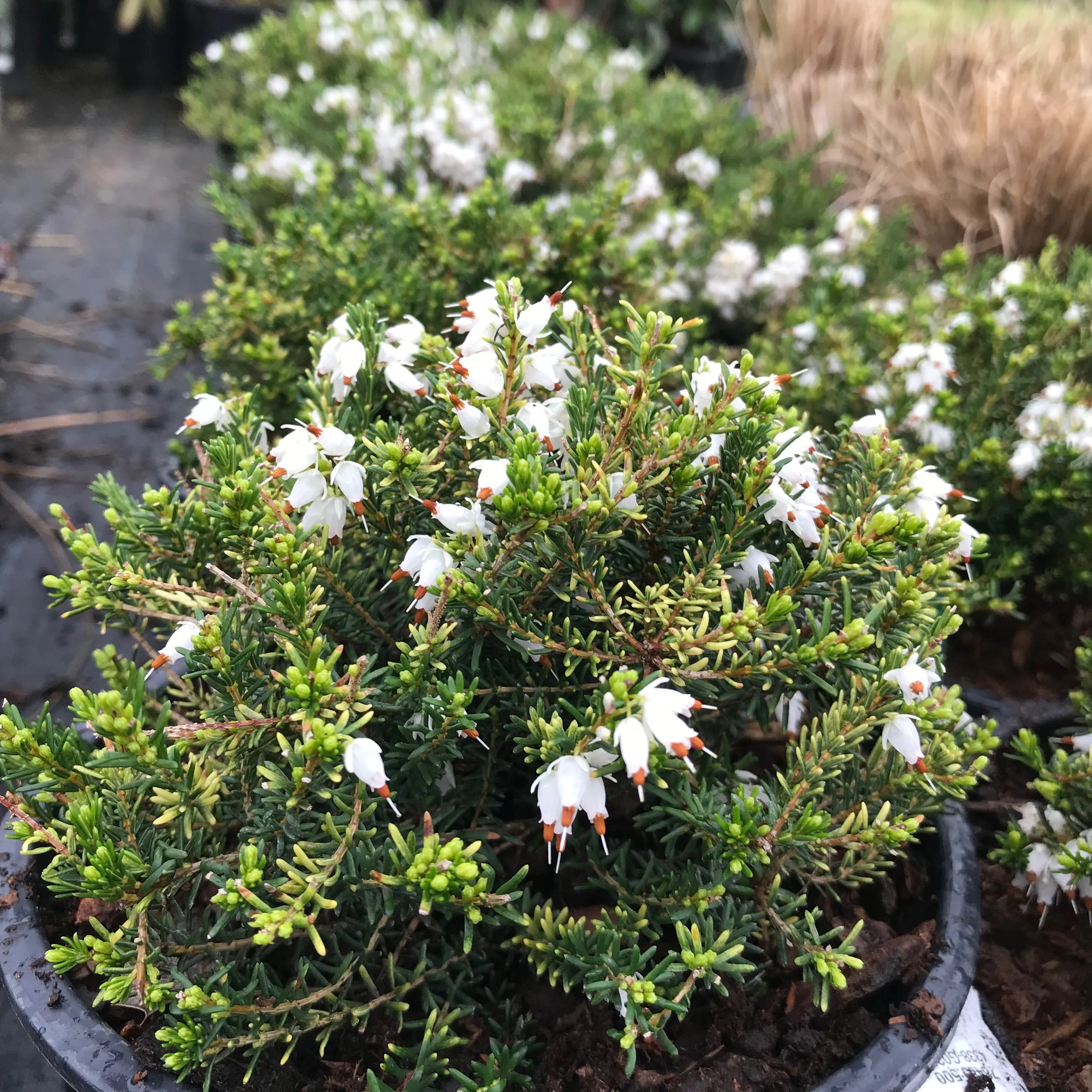 Mediterranean White Winter Heath