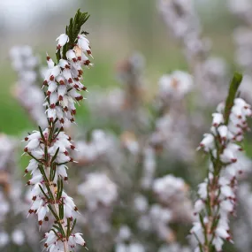 Mediterranean White Winter Heath