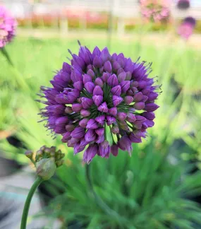 Medusa Flowering Onion