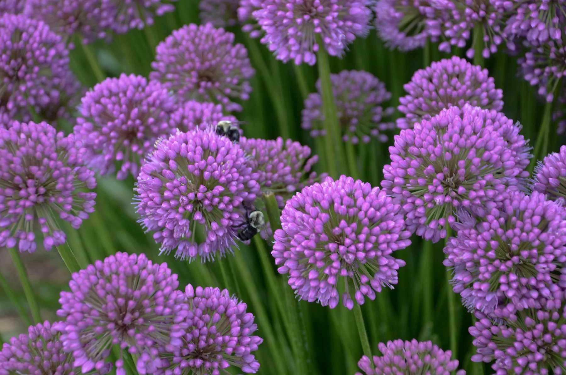 Millenium Flowering Onion