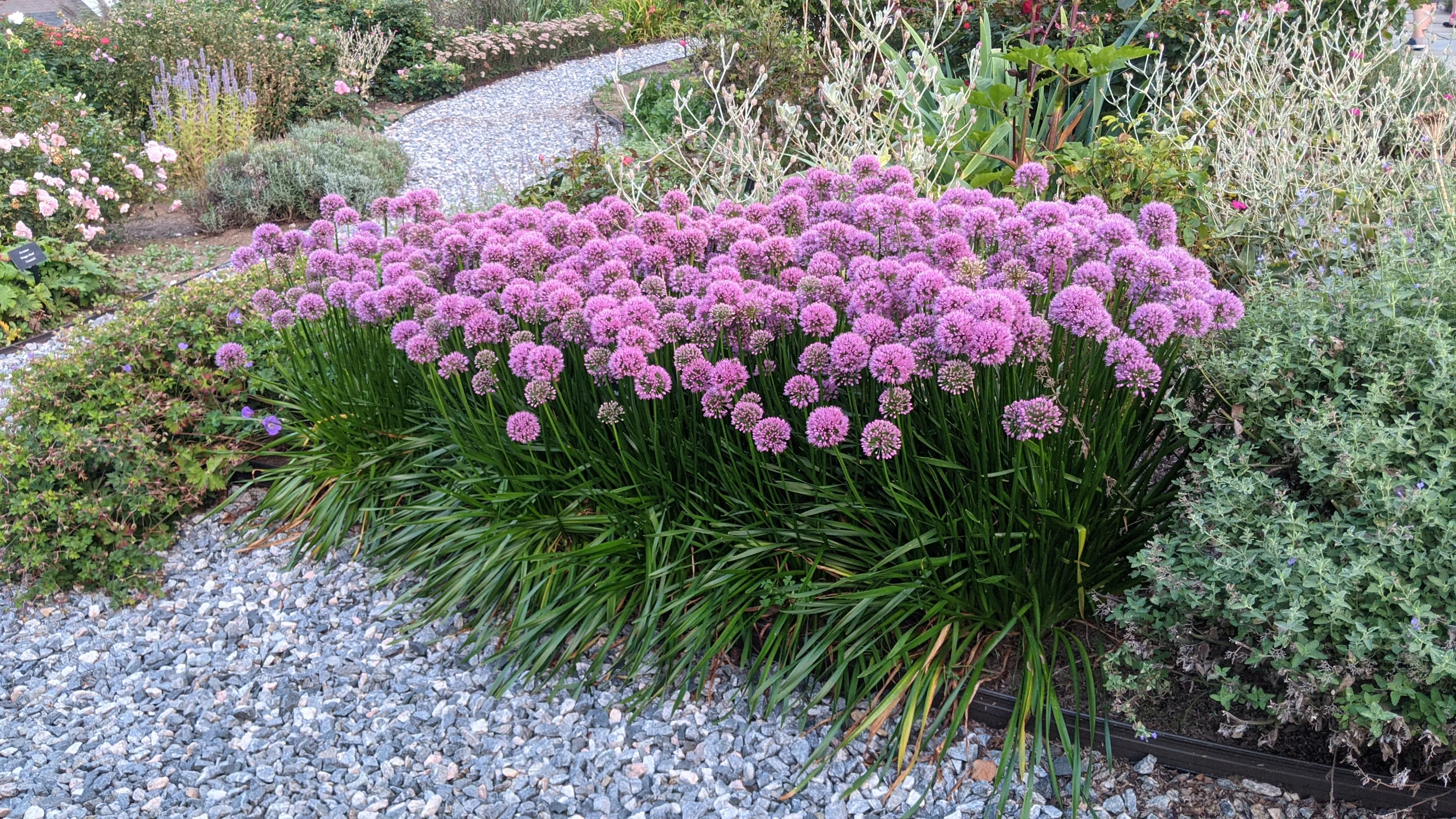 Millenium Flowering Onion