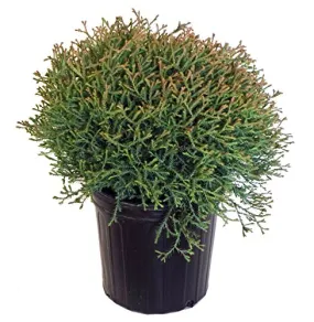 Mr. Bowling Ball® American Arborvitae