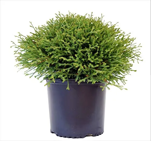 Mr. Bowling Ball® American Arborvitae