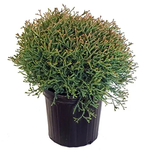 Mr. Bowling Ball® American Arborvitae