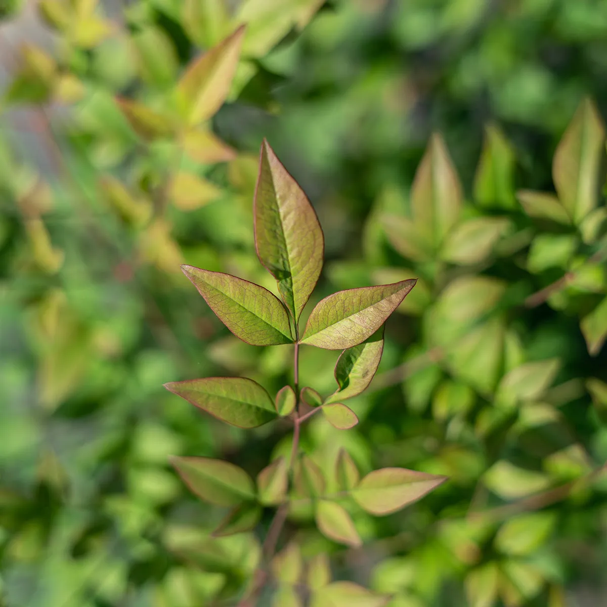 Nandina Domestica Compacta