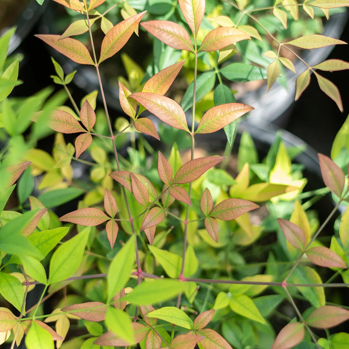 Nandina Domestica Compacta