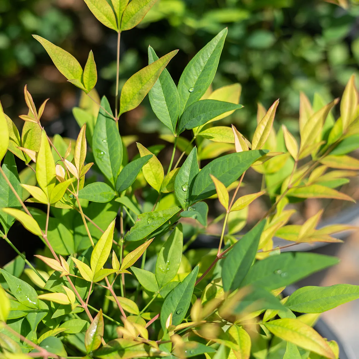 Nandina Domestica Compacta