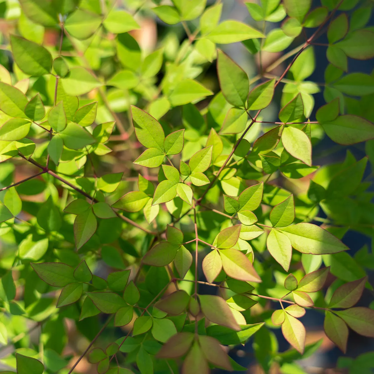 Nandina Domestica Compacta