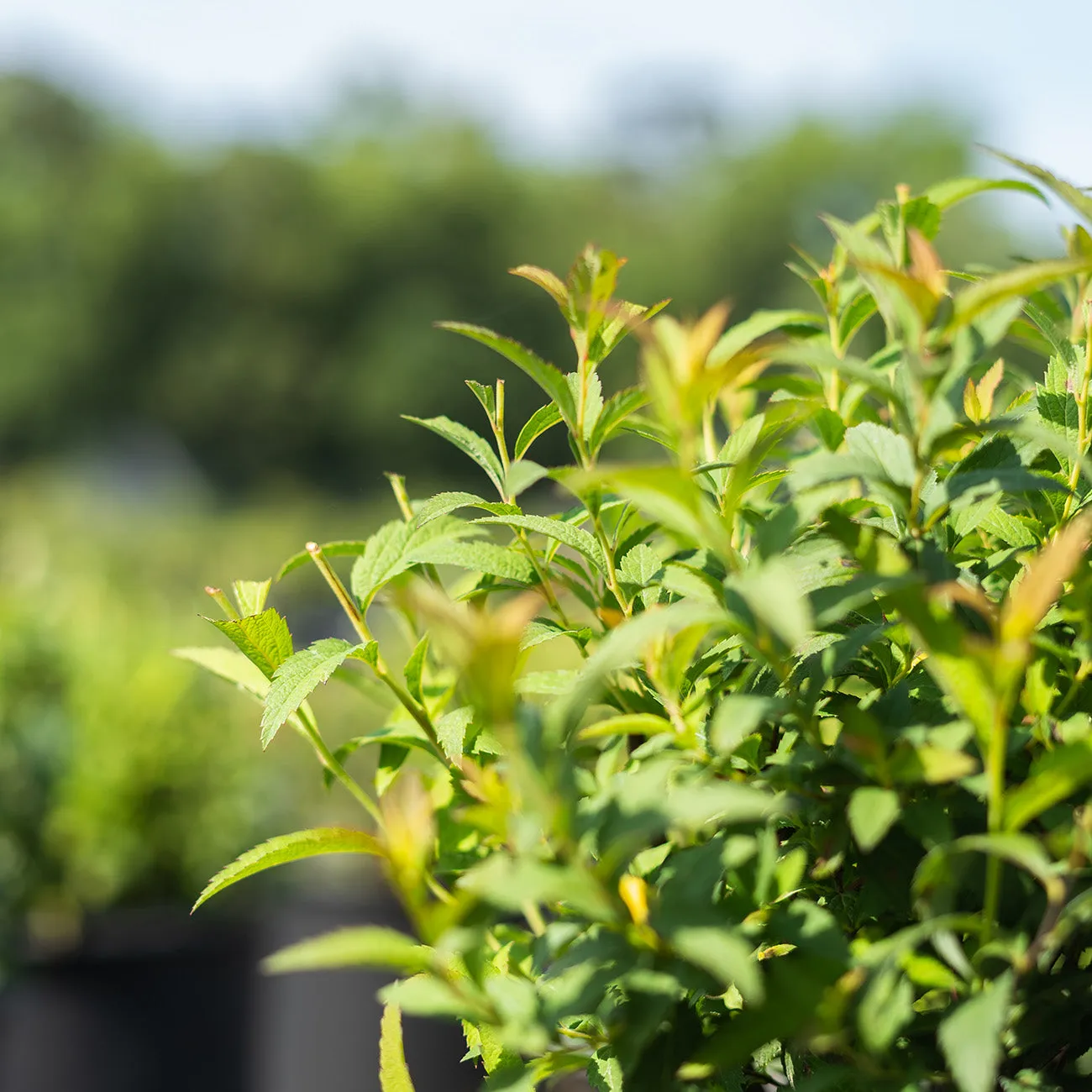 Neon Flash Spirea Shrub