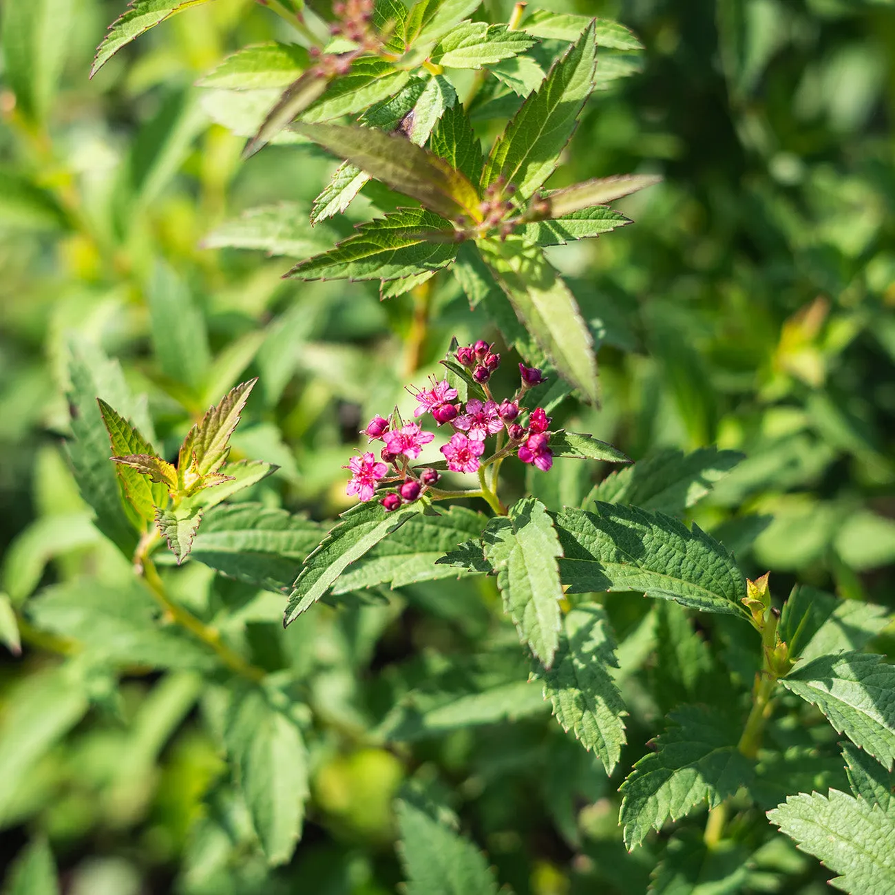 Neon Flash Spirea Shrub