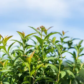 Neon Flash Spirea Shrub