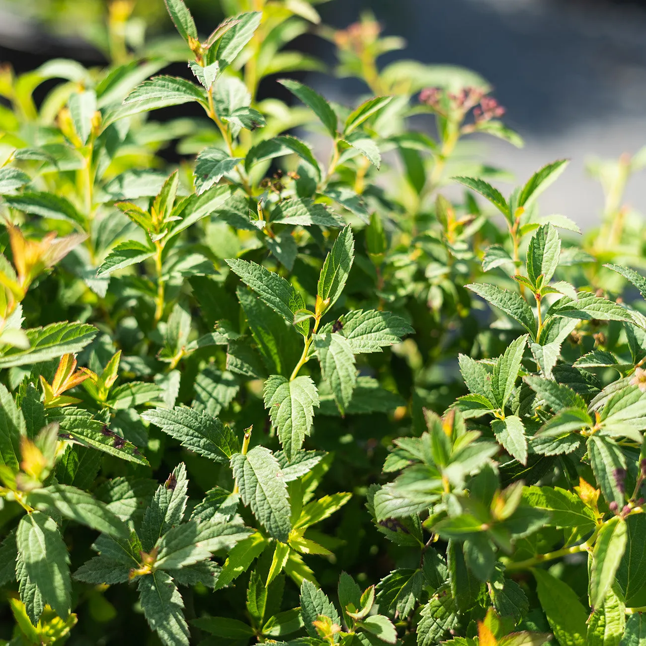 Neon Flash Spirea Shrub