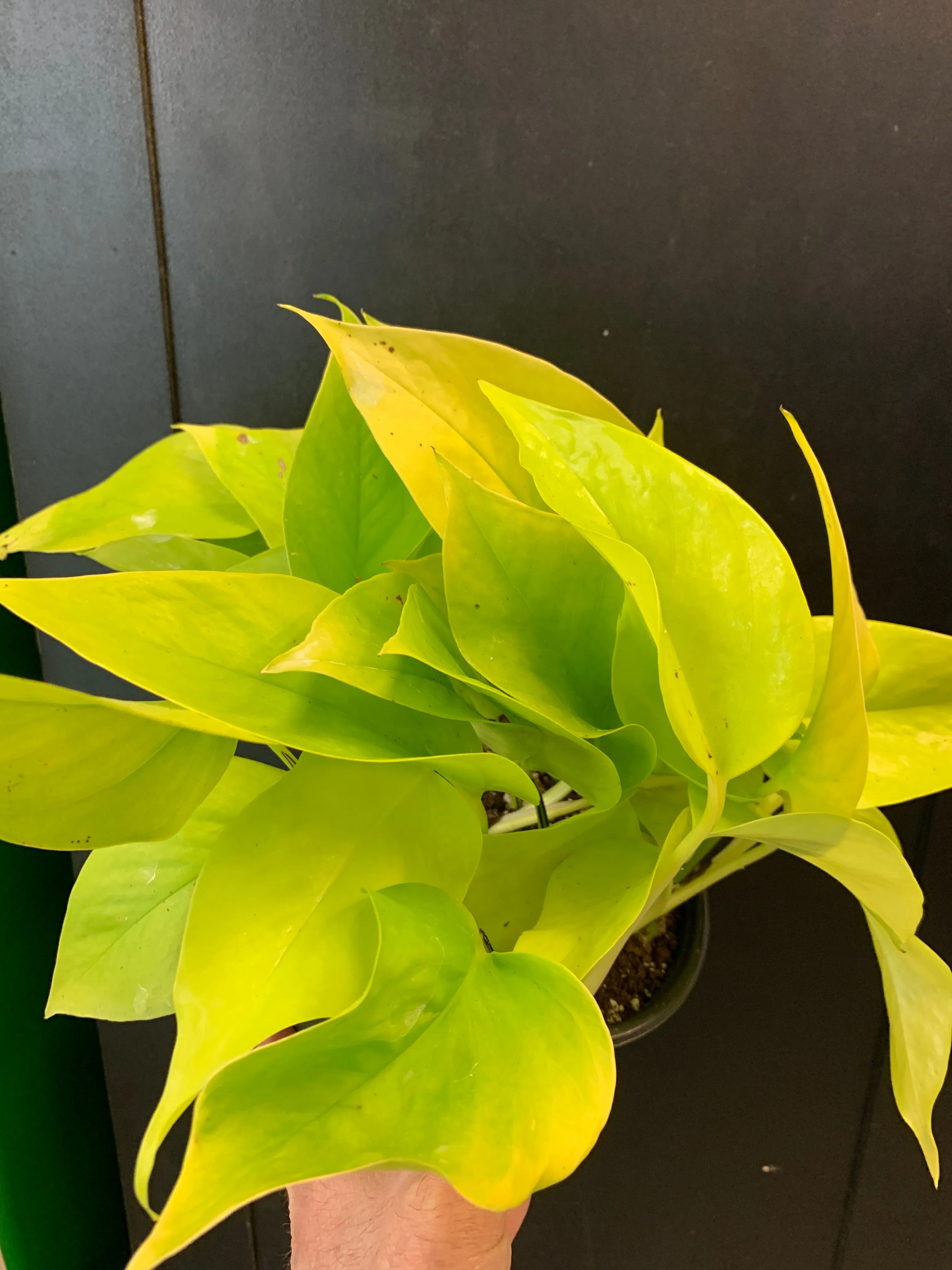 Neon Pothos