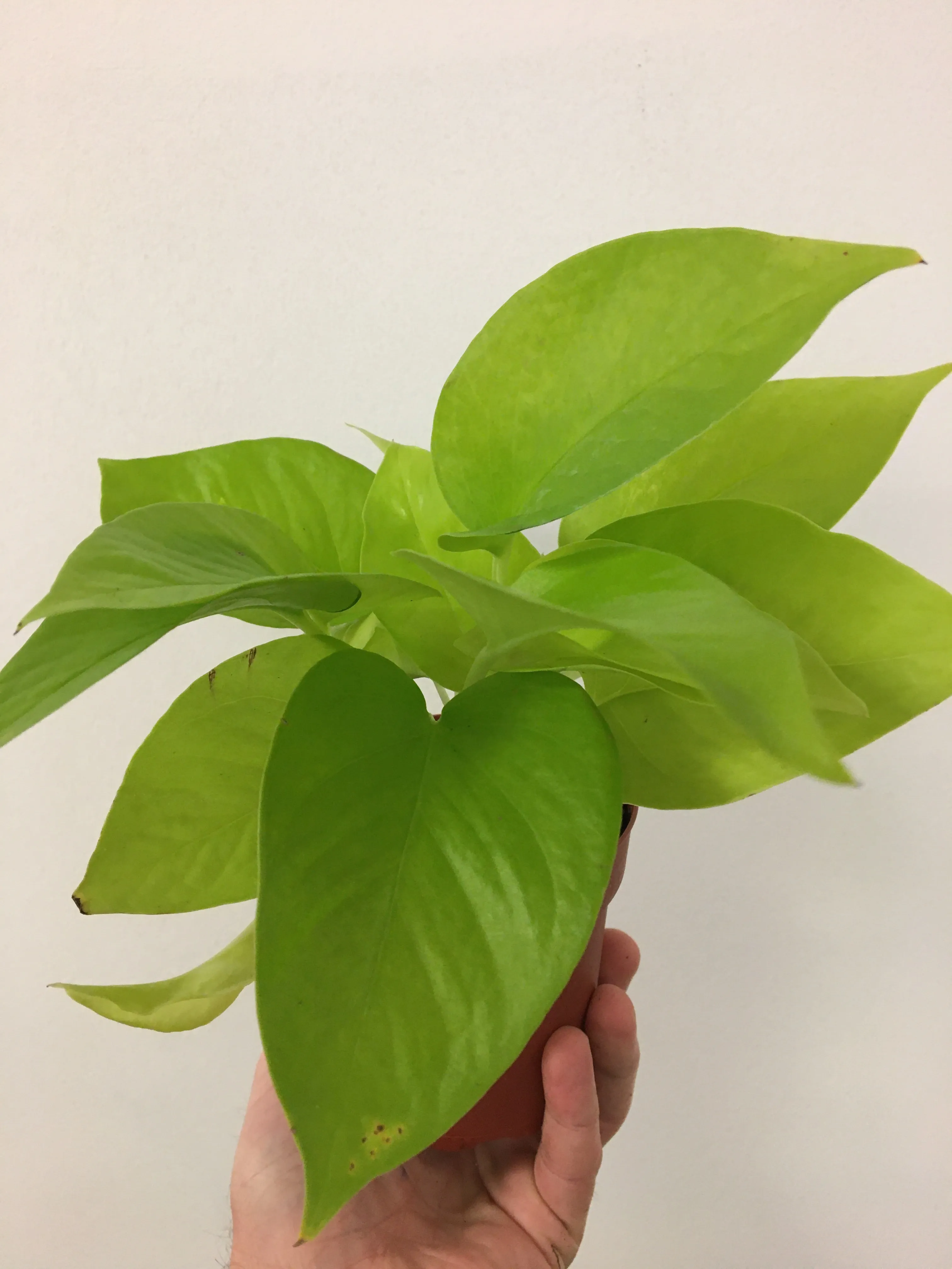 Neon Pothos