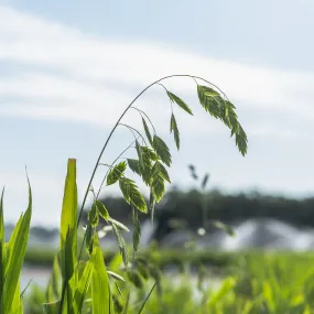 Northern Sea Oats Grass