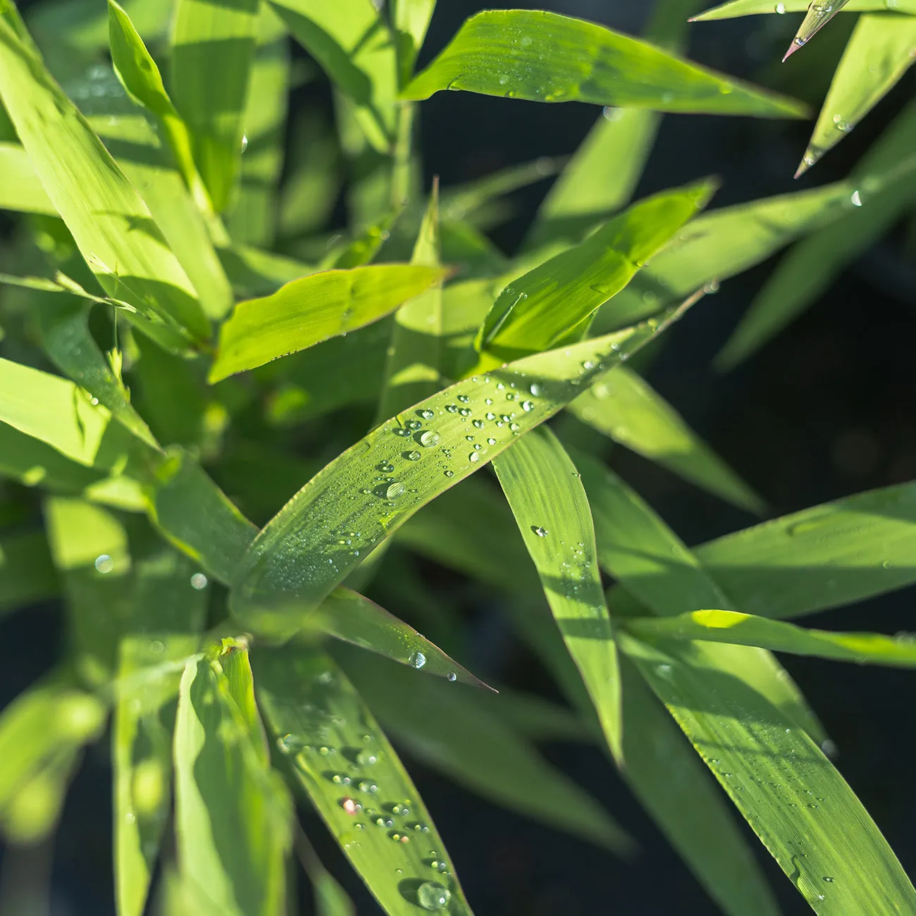 Northern Sea Oats Grass