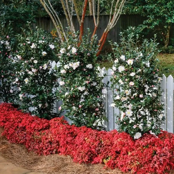 October Magic Snow Camellia