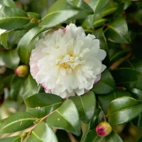 October Magic Snow Camellia