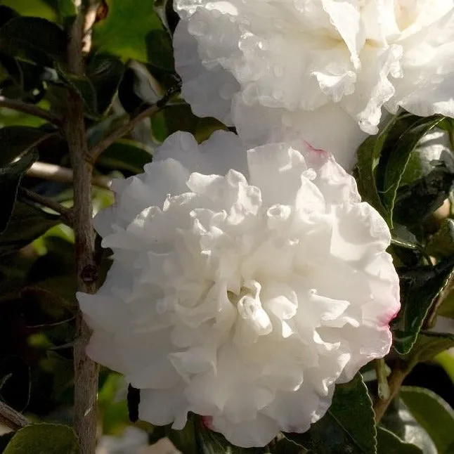 October Magic Snow Camellia