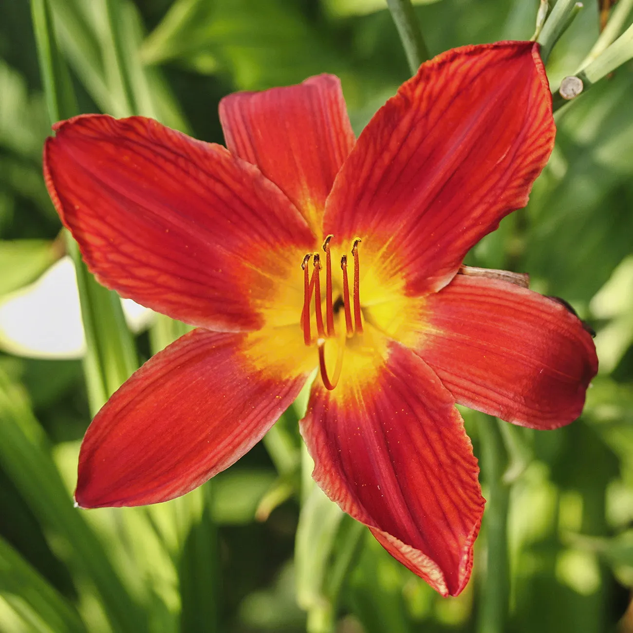 Pardon Me Daylily Shrub