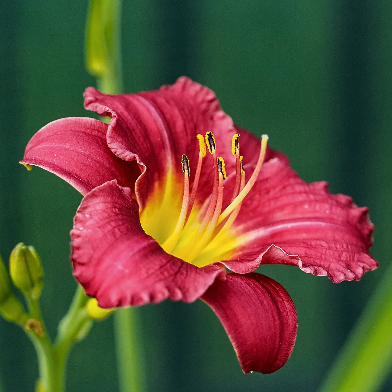 Pardon Me Daylily Shrub