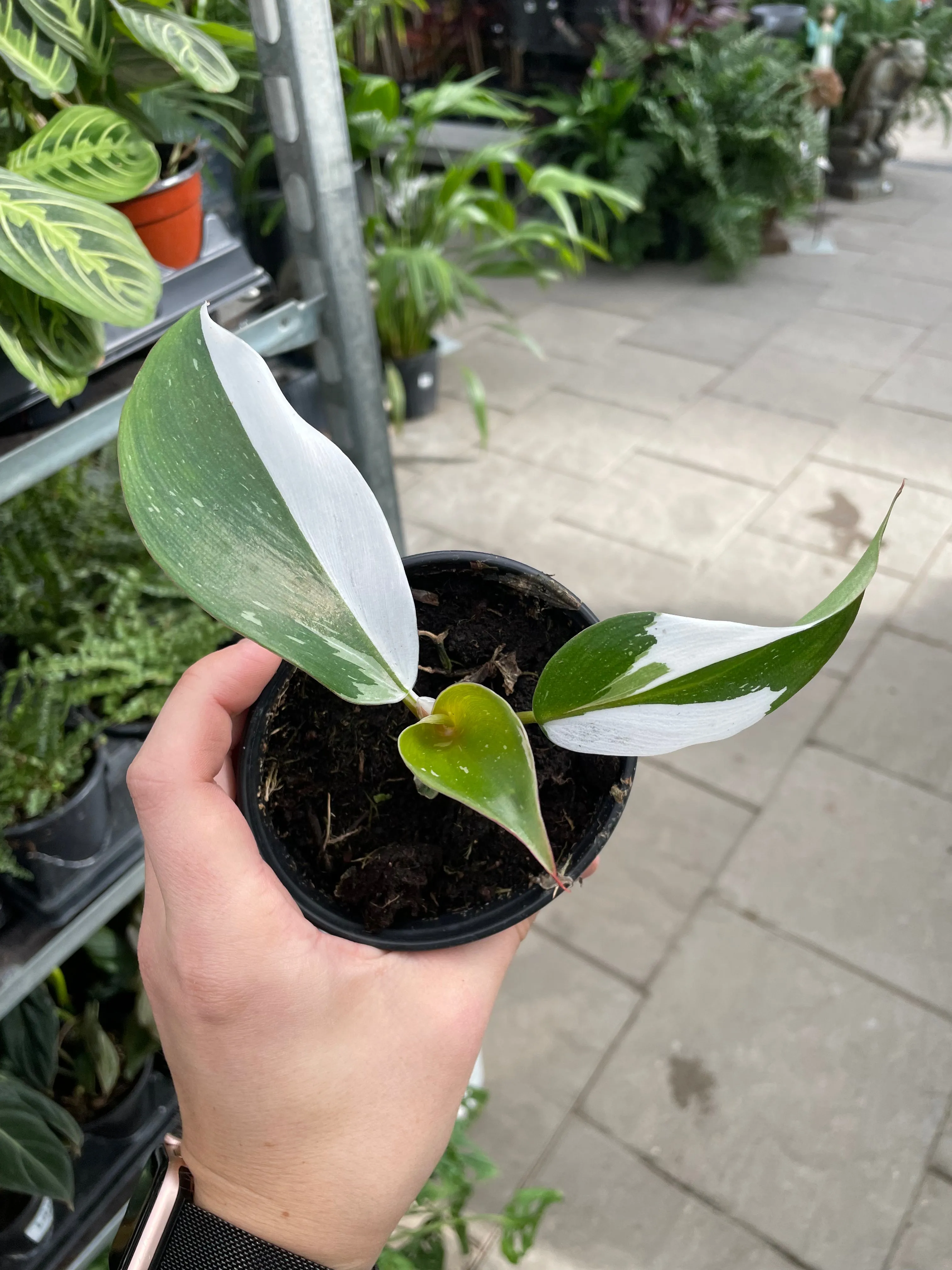 Philodendron White princess