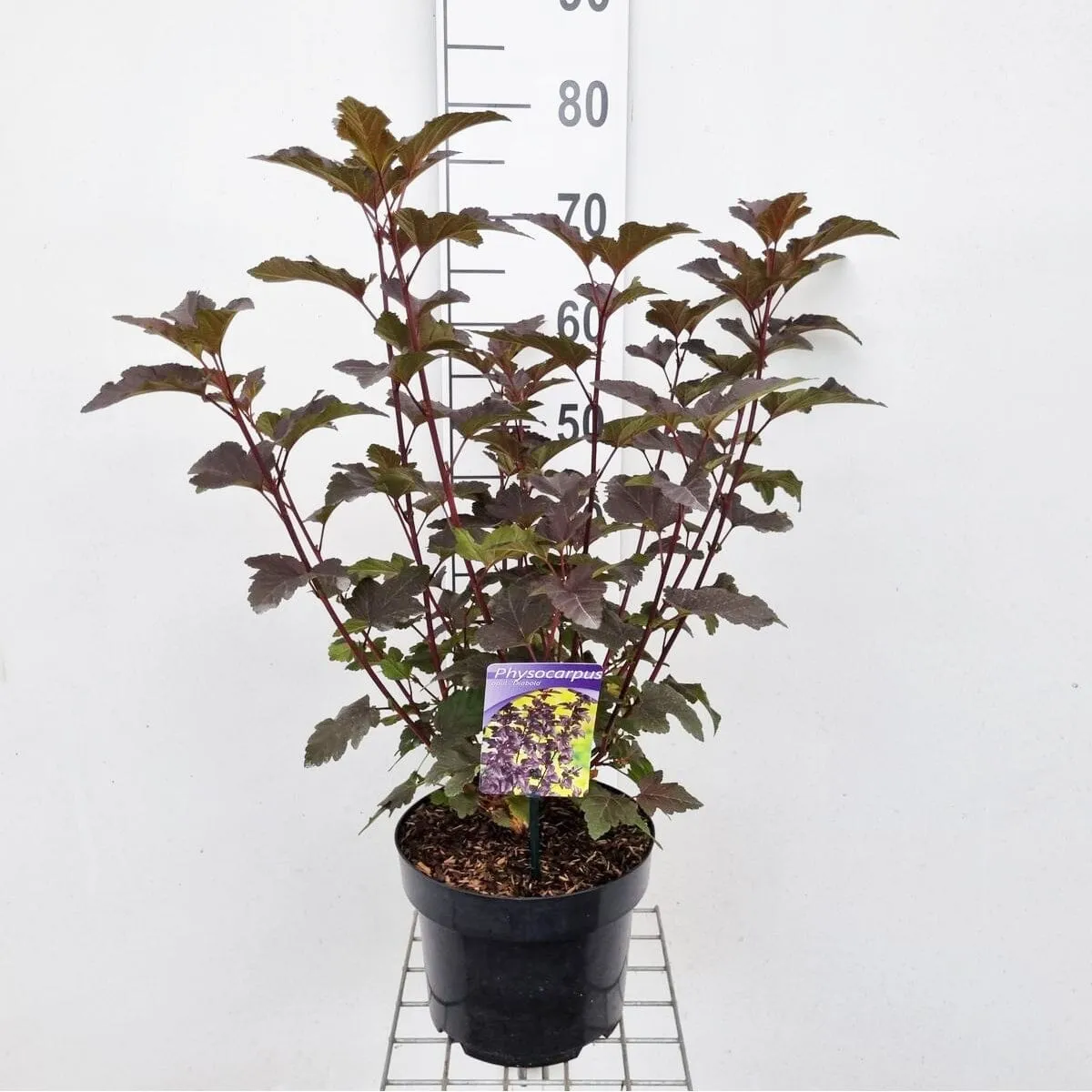 Physocarpus opulifolius Diabolo 23cm Pot 60cm Shrub Plant