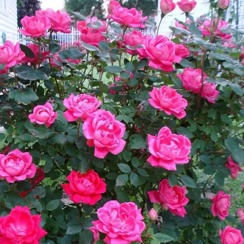 Pink Double Knock Out® Rose