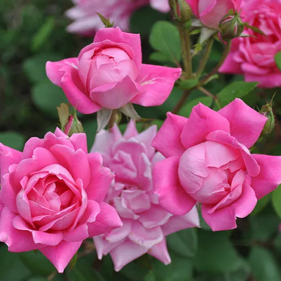 Pink Double Knock Out® Rose