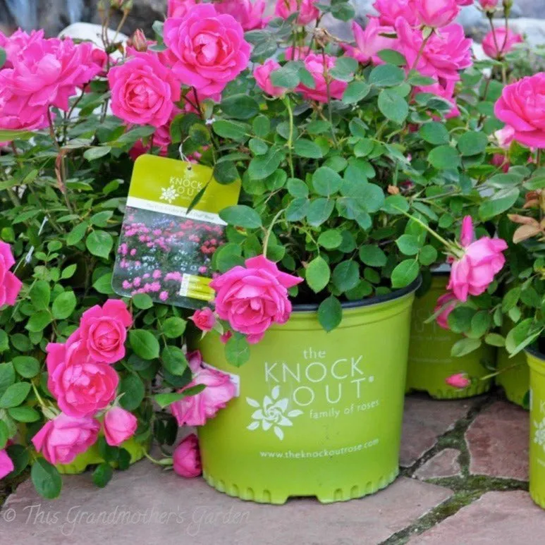 Pink Double Knock Out® Rose