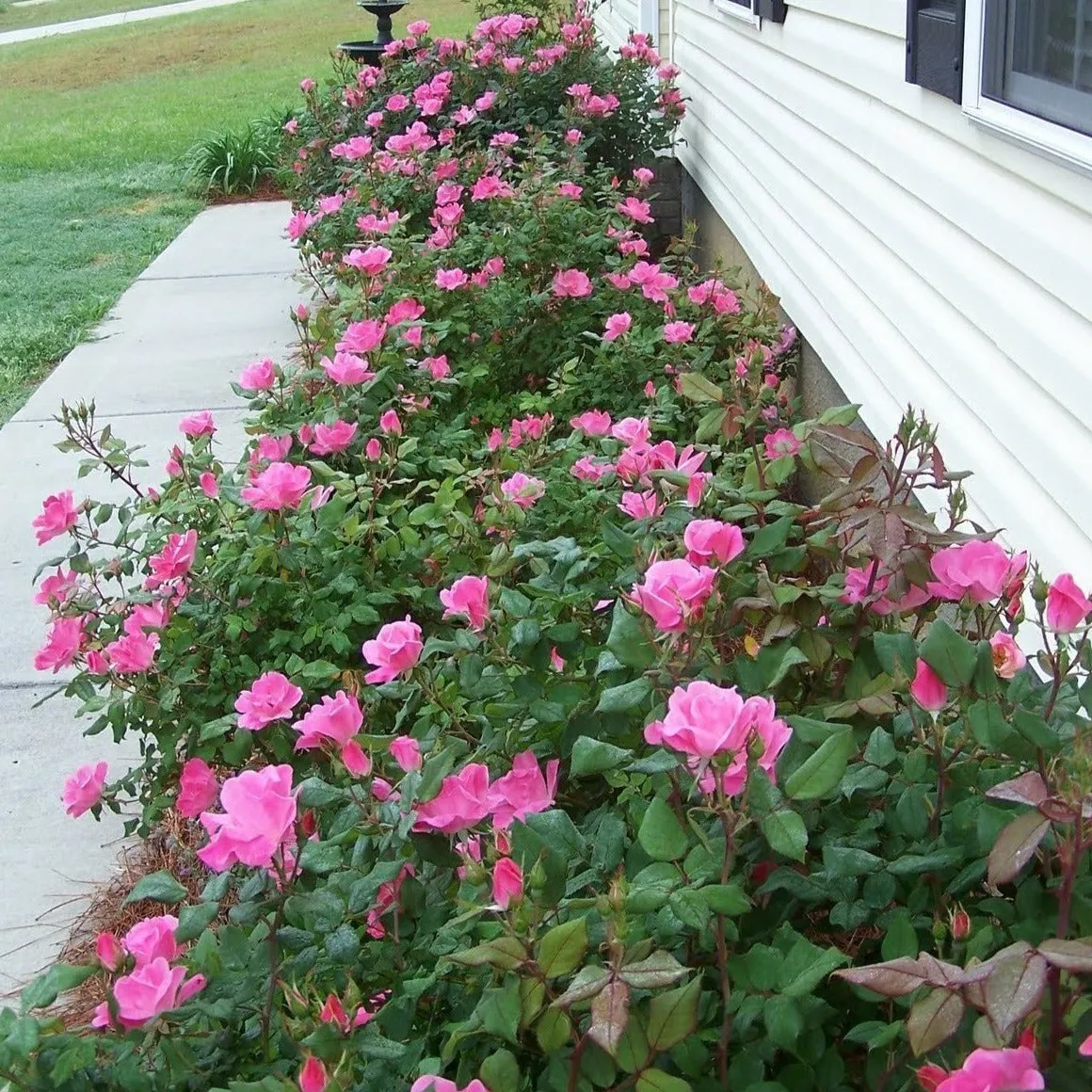 Pink Double Knock Out® Rose