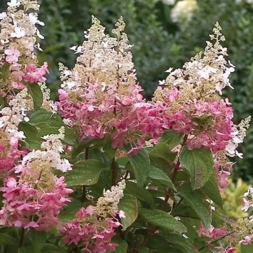 Pinky Winky® Hydrangea Tree