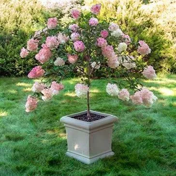 Pinky Winky® Hydrangea Tree