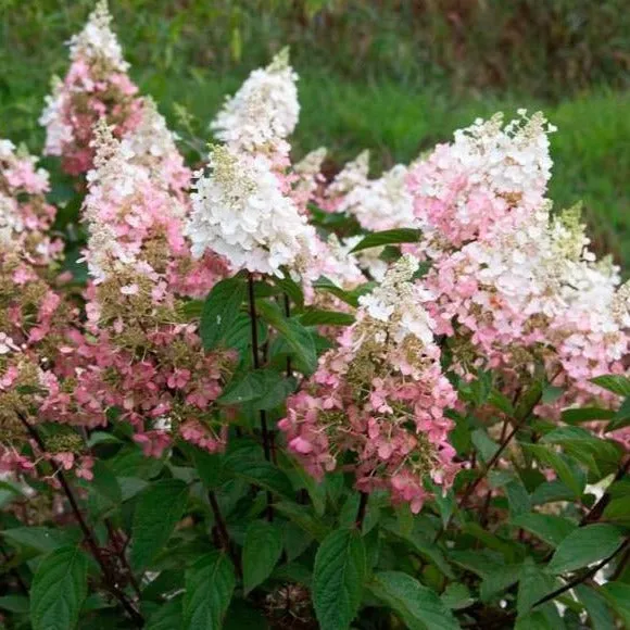 Pinky Winky® Hydrangea Tree