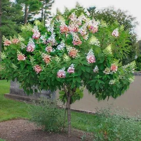 Pinky Winky® Hydrangea Tree