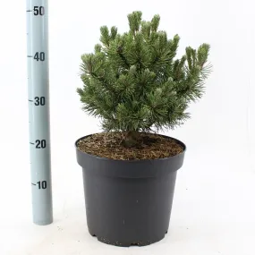 Pinus mugo Mops 26cm Pot 90cm Shrub Plant