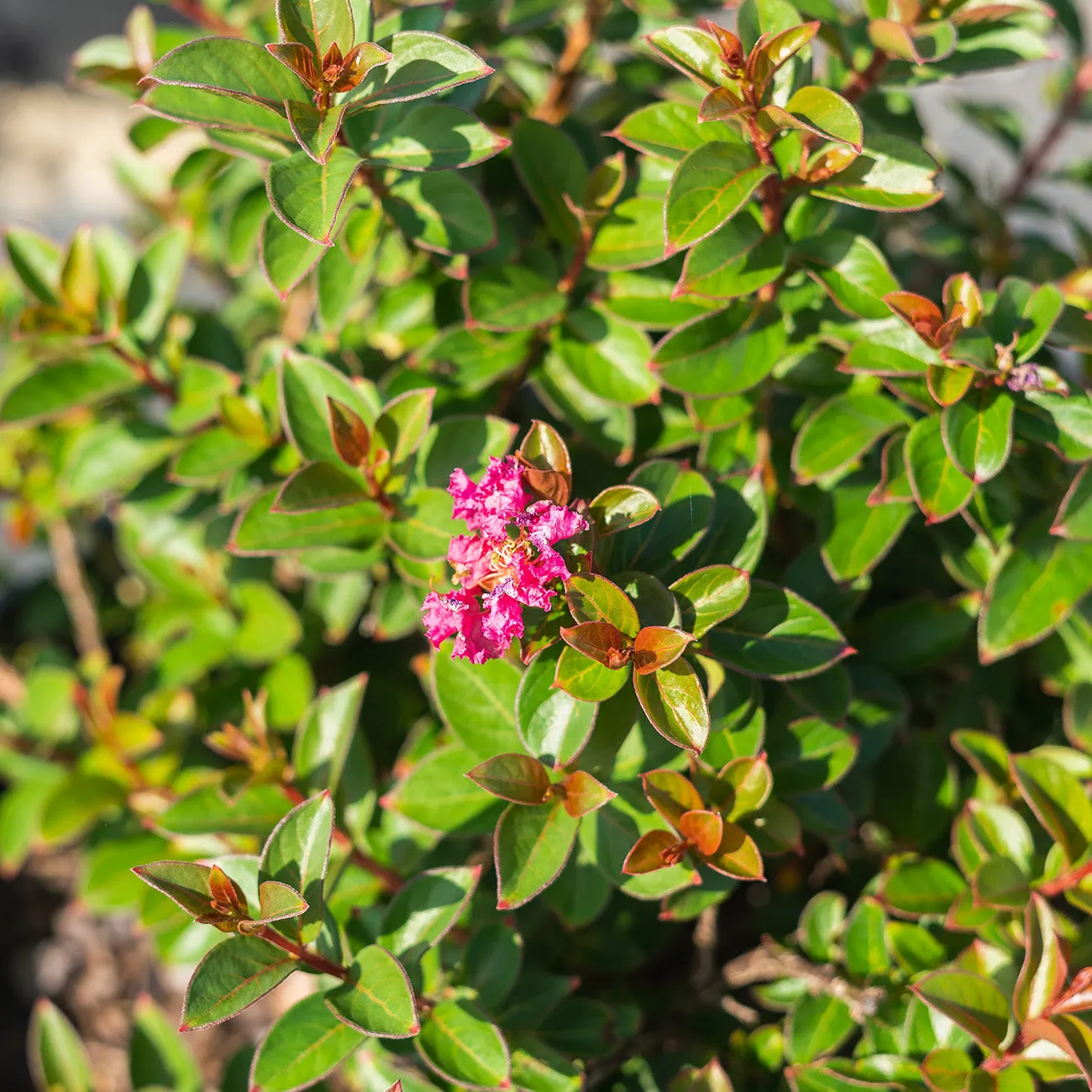 Pocomoke Crape Myrtle Shrub